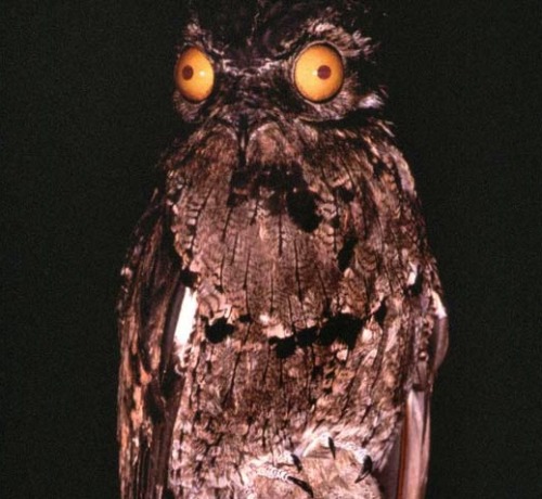 christycandid:  honesttoblarg:   The Potoo - Either the most unphotogenic or the most ridiculous looking bird in the world.  unphotogenic? these are my favorite pictures of any bird ever  my spirit animal  e foi nesse dia que as corujas aprenderam a fazer