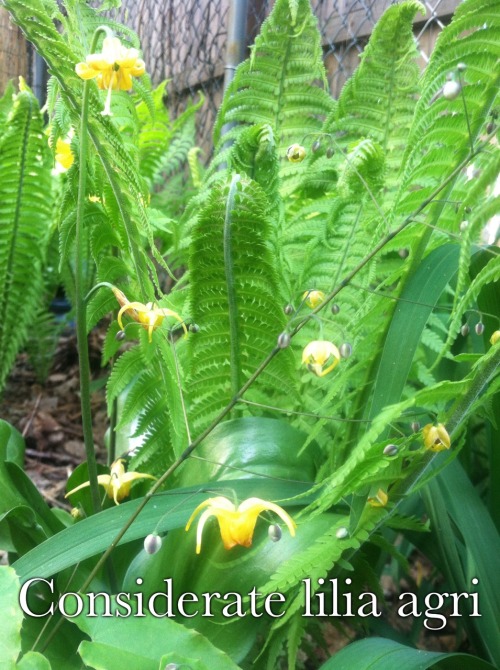 stickfiguregods: Erythronium (trout lily) Bene!