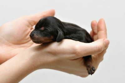 these-times-shall-pass:  beautiful blog full of baby animals!
