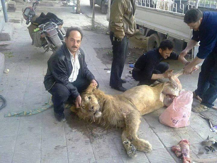 yallair7al:  A lion being slaughtered in the Eastern suburbs of Damascus. Does this