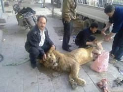 yallair7al:  A lion being slaughtered in