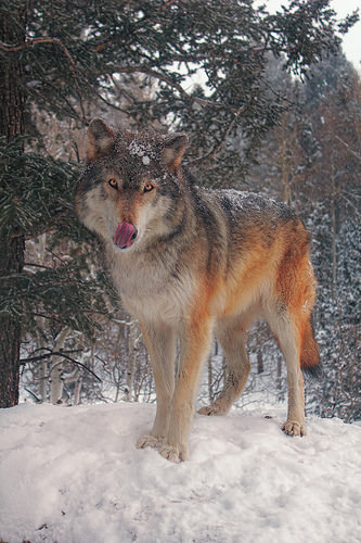 wolfsheart-blog:    Keara by   Brian Cross  