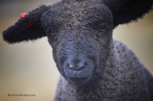 bearcreekfelting:Baby Lambs at the Bear Creek Ranch