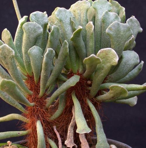 sedinae:Adromischus cristatus