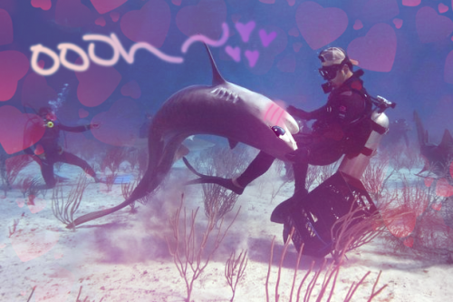 dat-meow-cray: dizabell: Anime Sharks are my favorite fucking thing in the world. Sharks so kawaii-d