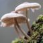 sun-and-moon-mushroom