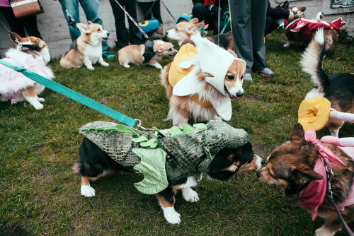 whatsthedaily:  joshualewis:  The 2013 Annual Costumed Corgi Howloween Walk in Seattle happened and it was the BEST. Check out the full gallery here: http://goo.gl/W7Hkbx  Thorgi has returned to warn us The Bark World is planning to invade the seven