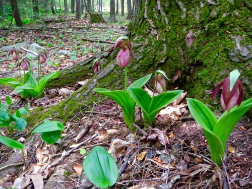 Pink lady slippers, Cypripedium acaule. There were about thirty of these near here.(A funny thing—my