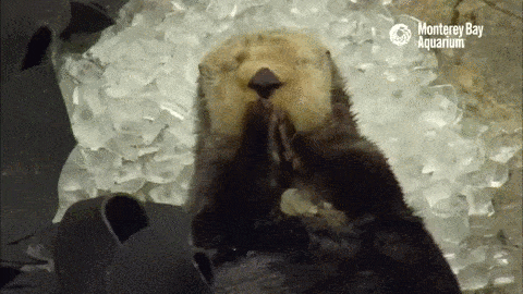 montereybayaquarium:How do sea otters eat ice cubes? Let us break it down for you: