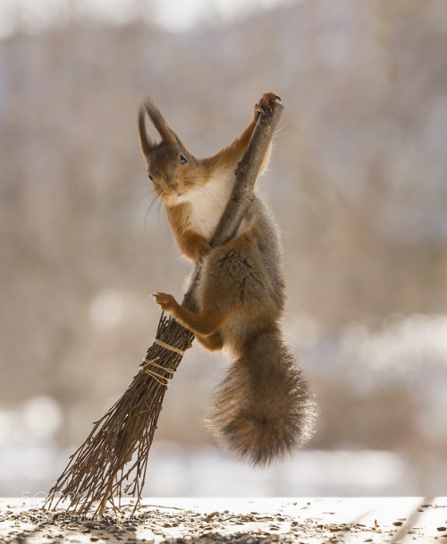 animal-photographies:Red squirrel holding on to a broom