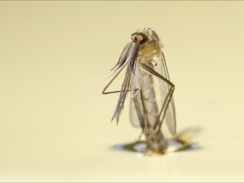 Mosquito II by Jan Westerhof