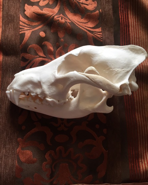 lazybagofbones:Grey Wolf skull from Alaska