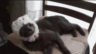 TUMBLRS BEST LOLS