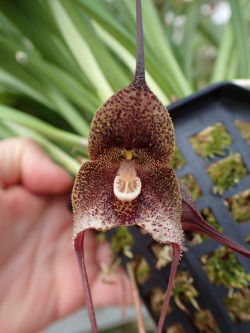 orchid-a-day: Dracula orientalis April 3, 2018   such a sexy freak