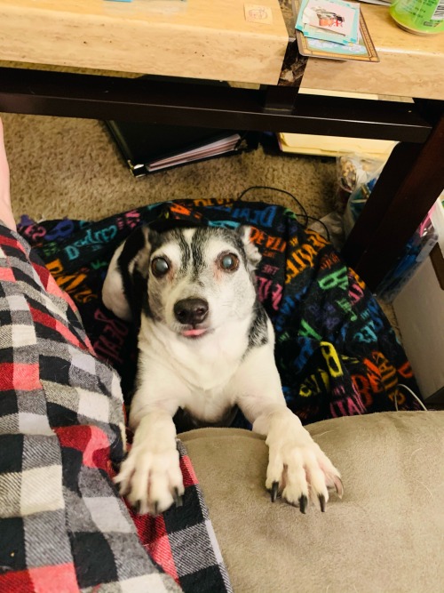 So I Just Got Some Really Really Bad News From The Vet.