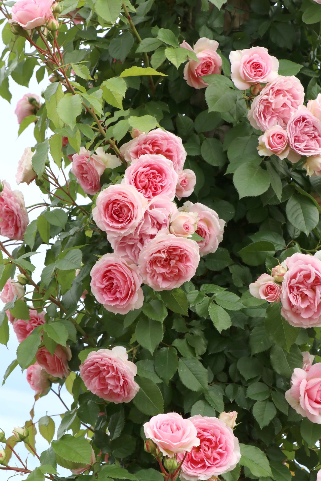 Rosa Verte Ami Romantica アミ ロマンティカ 花の中心部が濃いピンク色になり