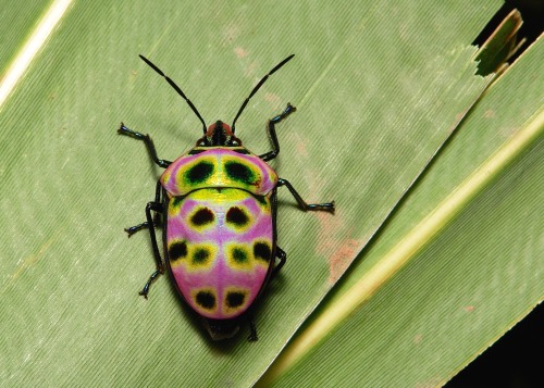 Sex sinobug:  Shield-backed Jewel Bug (perhaps pictures