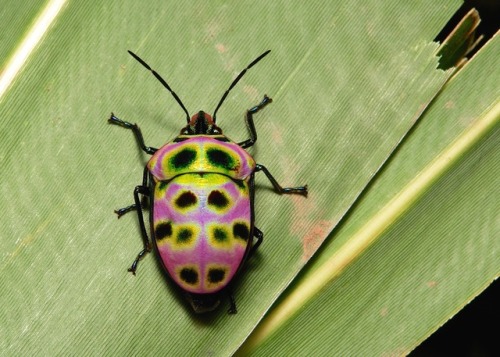 sinobug:Shield-backed Jewel Bug (Poecilocoris rufigenis, Scutelleridae)by Sinobug (itchydogimages)