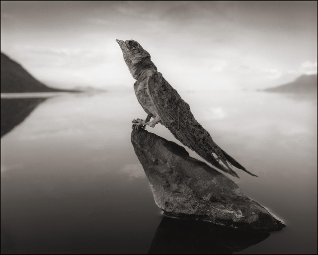 ludikat-lacat:  shefilmstheclouds:  Photographed by Nick Brandt &ldquo;I unexpectedly