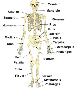 crawlingsans:  sansationallover:  For all you dirty sinners who travel deep in the bone zone–   I learned the names of more bones in a span of a month than my entire lifetime because of smutty skeleporn fanfiction. 