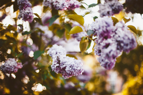 orestlikes:Lilac