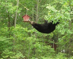 forestblackisdead:  nyehridan-artpora:  lalulutres:  worried that squirrels were eating all the birdseed, so we set up a camera  i do not think that is a squirrel   Ya know how people tell you to put your food in a tree if you’re camping cuz bears will