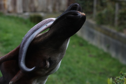 Tongues Is Magic: Okapi Edition