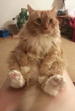 awwww-cute:  He sits like people (Source: