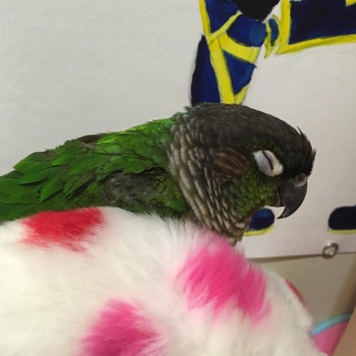 Sleeping on a soft stuffed animal #matcha #matchamanju #conure #greencheekconure #parrot #birdsofins