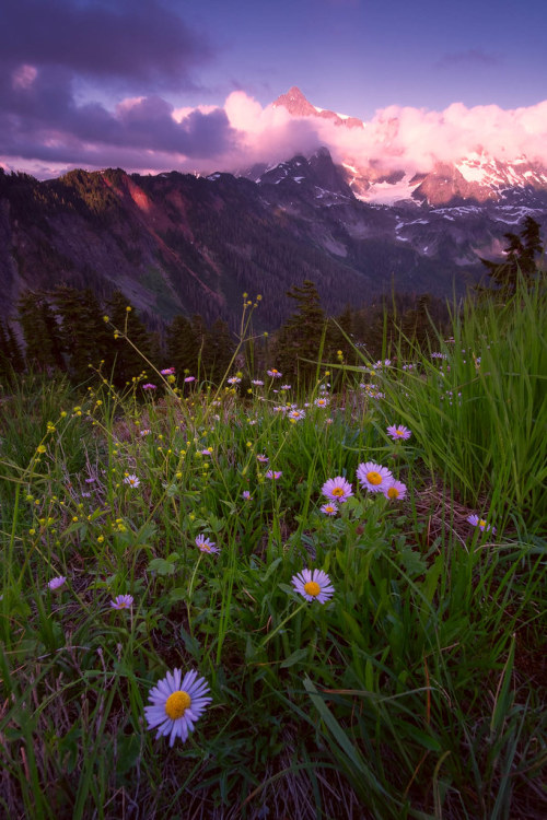 te5seract:Alpine Sunsets Light is a fleeting mistress Vanishing shadows A lupine sunsetbyBala Sivaku