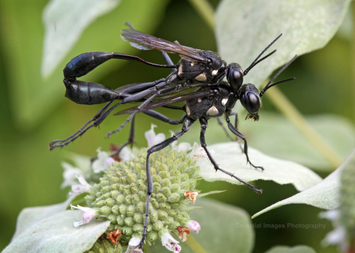 celestialmacros: Thread waisted wasps (Eremnophila aureonotata) August 16, 2019 Southeastern Pennsyl