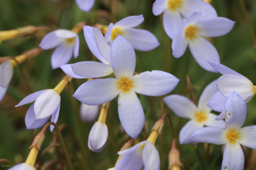 In honor of fishdetective, yet another barrage of tiny flower close-ups - courtesy of the riparian h