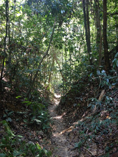 nibelium:  Some snaps from today’s 16km hike through the oldest rainforest on the planet.  At Khao S