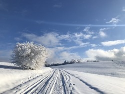 This one made my eyes wide.  That tree is like an explosion.