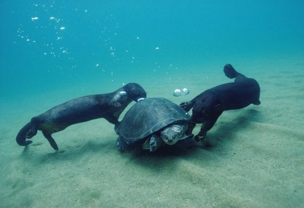 Two spot-necked otters (Hydrictis maculicollis) playing with a Serrated hinged terrapin (Pelusios sinuatus), Lake Tanganyika, Tanzania.
• photo: Victoria Stone & Mark Deeble