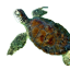 turtlesaved