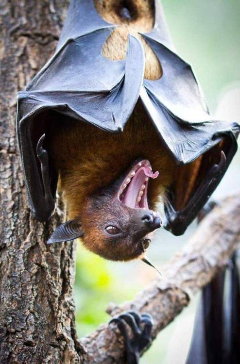 ainawgsd:The giant golden-crowned flying fox (Acerodon jubatus), also known as the golden-capped fru