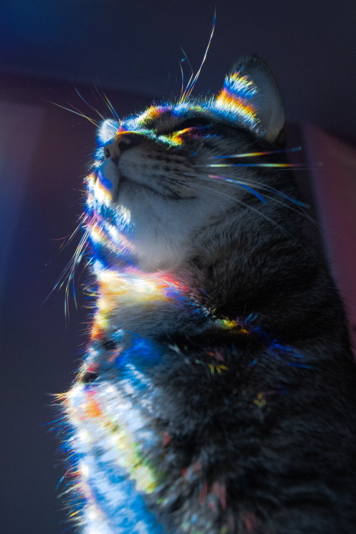 meganwanderer:Meet Sir Benjammin.**Meganwanderer**