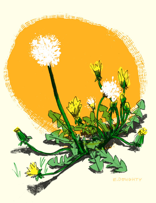 equivocations:dandelions will inherit the