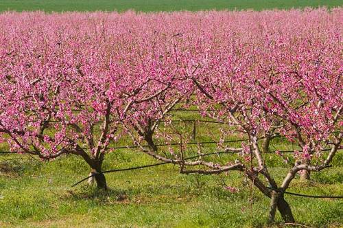 macedoniannews:Peaches Farms-Pella, Macedonia(Greece)