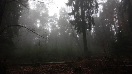 photobookbyrunner:Hazy forest
