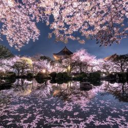 todayintokyo:Cherry blossoms by  takahiro_bessho,