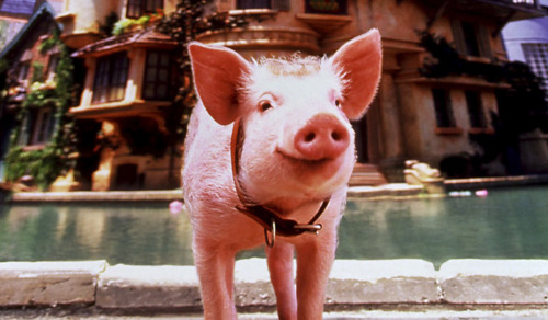 What Happened To These Famous Movie Animals? - Yahoo Movies UK