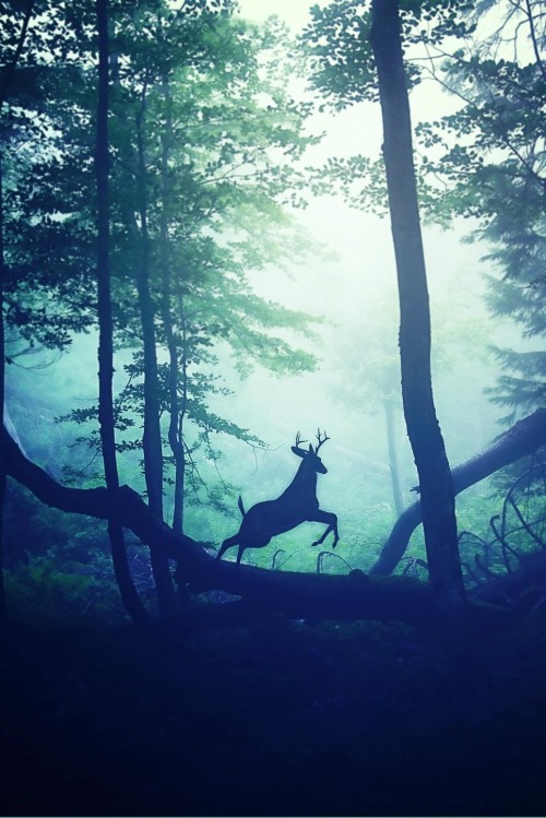 wavemotions:The Patronus by Nikita Gill