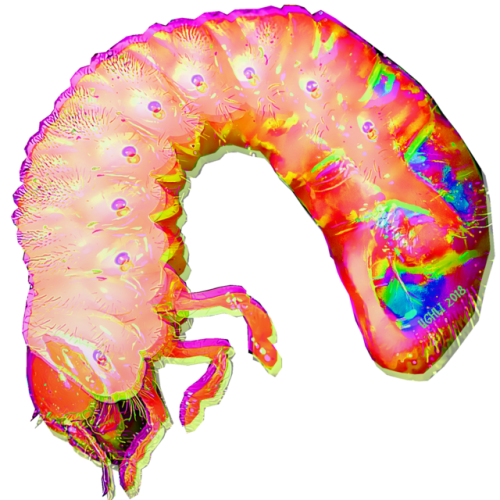 ughlibug: Transparent grub icons for your squad!!!    Feel free to use, credit would be appreciated!