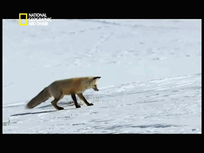 funnynhilariousgif:  A fox in the snow >>