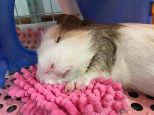 withsugarandlime: guineapiggies: by imnotahamster for my followers who aren’t complete helples