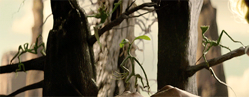 thedailyquibbler:  Pickett the Bowtruckle.
