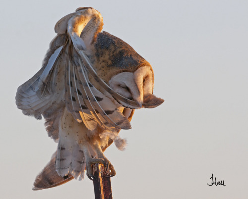 featheroftheowl: Preening Barn Owl at Sunset by teagden