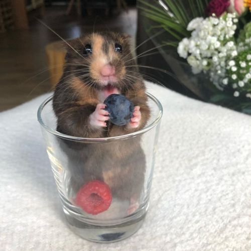 alt-heidi:  hamsters-in-cups: nunahamster (from instagram) enjoys some berries!  (while in a cup, of course)   @explodinglobsters  